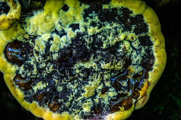 Gelbe Pilze Auf Dem Baumstamm — Stockfoto