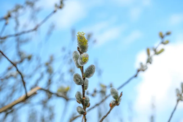 Bahar Orman Dalında Sarı Willow Çiçekler — Stok fotoğraf