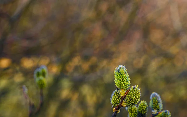 Flores Sauce Amarillo Rama Bosque Primavera —  Fotos de Stock