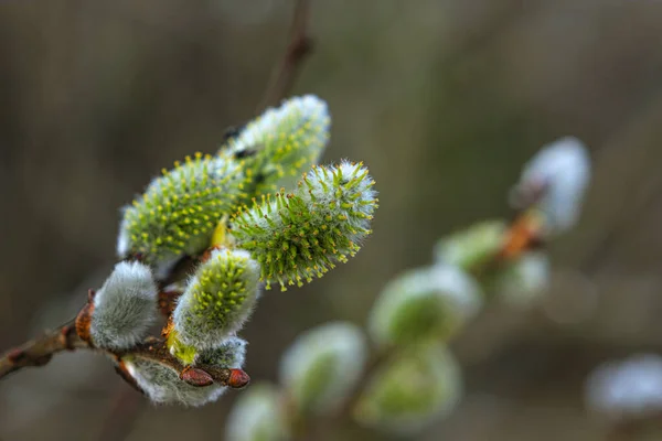 Gul Willow Blommor Grenen Vår Skog — Stockfoto