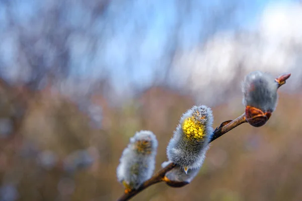 Gul Willow Blommor Grenen Vår Skog — Stockfoto