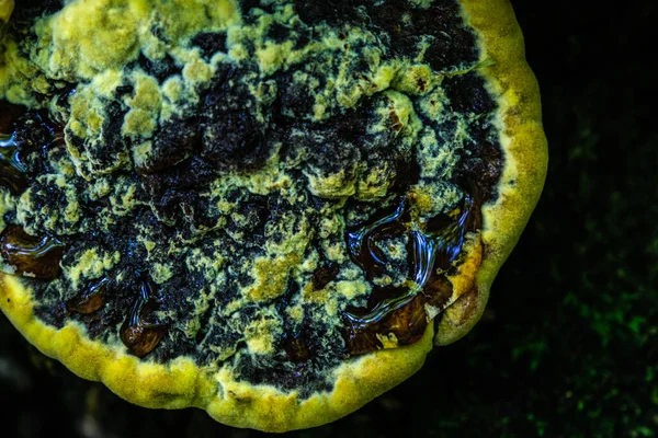 Gelbe Pilze Auf Dem Baumstamm — Stockfoto