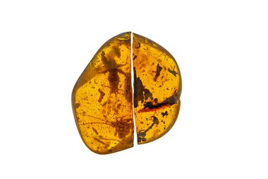 Amber taşı. Tarih öncesi fosil böcek makrosu olan otantik Baltık kehribarı