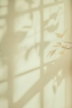 Temiz açık beyaz arkaplan üzerine doğal pencere renk gölgesi