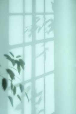 Temiz açık beyaz arkaplan üzerine doğal pencere renk gölgesi