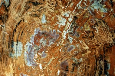 Taşlaşmış Ahşap Haç Bölüm A Antik Ağaç Halkalarına Ayrıntılı Bakış