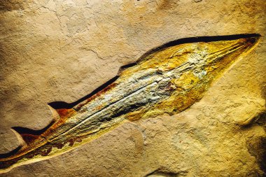 Toprakta korunmuş iskelet fosilleri, arkeolojik araştırmalar için, özellikle kireçtaşının çözülmesinin benzersiz bozulmalar yarattığı karistik ortamlarda önemli bilgiler sunmaktadır.