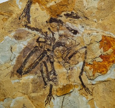 Toprakta korunmuş iskelet fosilleri, arkeolojik araştırmalar için, özellikle kireçtaşının çözülmesinin benzersiz bozulmalar yarattığı karistik ortamlarda önemli bilgiler sunmaktadır.