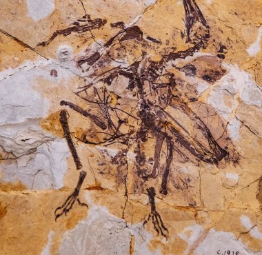 Toprakta korunmuş iskelet fosilleri, arkeolojik araştırmalar için, özellikle kireçtaşının çözülmesinin benzersiz bozulmalar yarattığı karistik ortamlarda önemli bilgiler sunmaktadır.