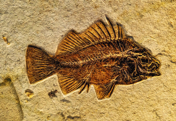 Skeleton fossils preserved in soil offer significant insights for archaeological research, particularly in karstic environments where limestone dissolution creates unique depositional contexts