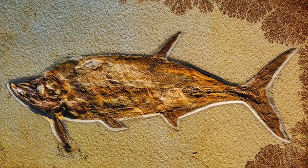 Skeleton fossils preserved in soil offer significant insights for archaeological research, particularly in karstic environments where limestone dissolution creates unique depositional contexts