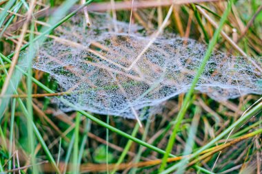 Sabah çiğ taneleriyle kaplanmış bir örümcek ağına yakın plan doğal bir çayırdaki çim yaprakları arasında