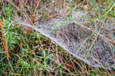 Sabah çiğ taneleriyle kaplanmış bir örümcek ağına yakın plan doğal bir çayırdaki çim yaprakları arasında