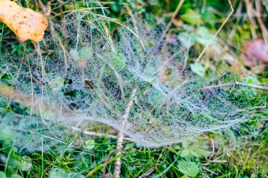 Sabah çiğ taneleriyle kaplanmış bir örümcek ağına yakın plan doğal bir çayırdaki çim yaprakları arasında