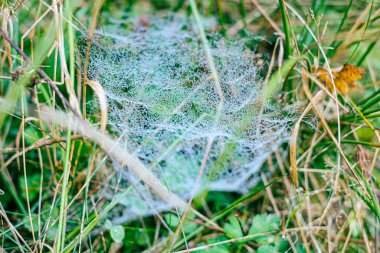Sabah çiğ taneleriyle kaplanmış bir örümcek ağına yakın plan doğal bir çayırdaki çim yaprakları arasında