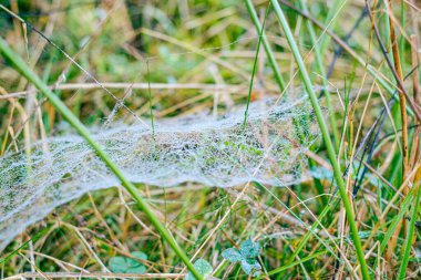Sabah çiğ taneleriyle kaplanmış bir örümcek ağına yakın plan doğal bir çayırdaki çim yaprakları arasında