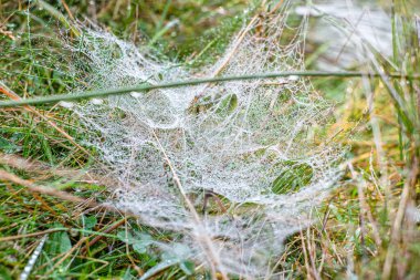 Sabah çiğ taneleriyle kaplanmış bir örümcek ağına yakın plan doğal bir çayırdaki çim yaprakları arasında