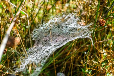 Sabah çiğ taneleriyle kaplanmış bir örümcek ağına yakın plan doğal bir çayırdaki çim yaprakları arasında