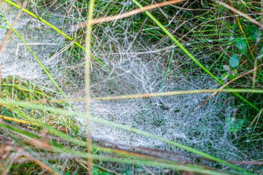 Sabah çiğ taneleriyle kaplanmış bir örümcek ağına yakın plan doğal bir çayırdaki çim yaprakları arasında