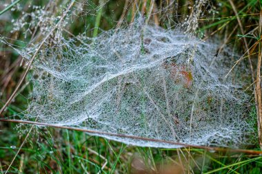 Sabah çiğ taneleriyle kaplanmış bir örümcek ağına yakın plan doğal bir çayırdaki çim yaprakları arasında