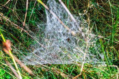 Sabah çiğ taneleriyle kaplanmış bir örümcek ağına yakın plan doğal bir çayırdaki çim yaprakları arasında