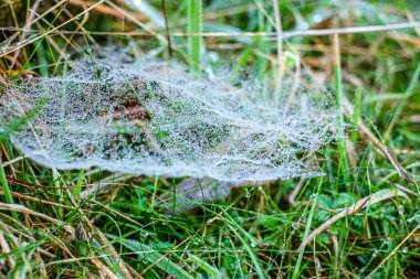Sabah çiğ taneleriyle kaplanmış bir örümcek ağına yakın plan doğal bir çayırdaki çim yaprakları arasında