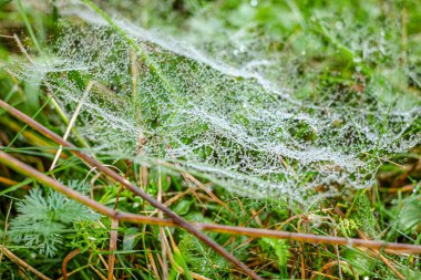Sabah çiğ taneleriyle kaplanmış bir örümcek ağına yakın plan doğal bir çayırdaki çim yaprakları arasında