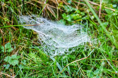 Sabah çiğ taneleriyle kaplanmış bir örümcek ağına yakın plan doğal bir çayırdaki çim yaprakları arasında
