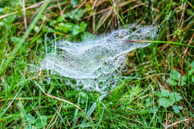 Sabah çiğ taneleriyle kaplanmış bir örümcek ağına yakın plan doğal bir çayırdaki çim yaprakları arasında