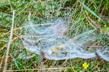 Sabah çiğ taneleriyle kaplanmış bir örümcek ağına yakın plan doğal bir çayırdaki çim yaprakları arasında