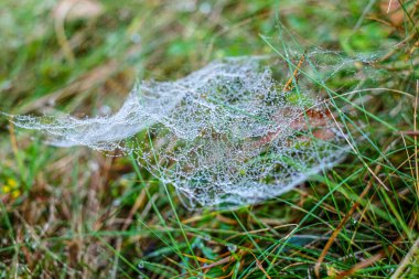 Sabah çiğ taneleriyle kaplanmış bir örümcek ağına yakın plan doğal bir çayırdaki çim yaprakları arasında