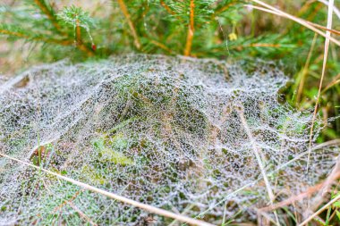 Sabah çiğ taneleriyle kaplanmış bir örümcek ağına yakın plan doğal bir çayırdaki çim yaprakları arasında