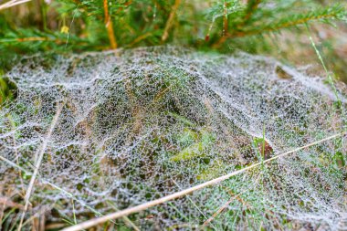 Sabah çiğ taneleriyle kaplanmış bir örümcek ağına yakın plan doğal bir çayırdaki çim yaprakları arasında