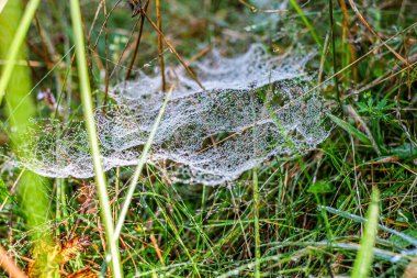 Sabah çiğ taneleriyle kaplanmış bir örümcek ağına yakın plan doğal bir çayırdaki çim yaprakları arasında