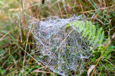 Sabah çiğ taneleriyle kaplanmış bir örümcek ağına yakın plan doğal bir çayırdaki çim yaprakları arasında