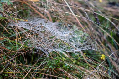 Sabah çiğ taneleriyle kaplanmış bir örümcek ağına yakın plan doğal bir çayırdaki çim yaprakları arasında