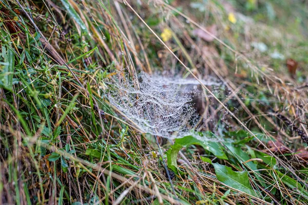 Sabah çiğ taneleriyle kaplanmış bir örümcek ağına yakın plan doğal bir çayırdaki çim yaprakları arasında
