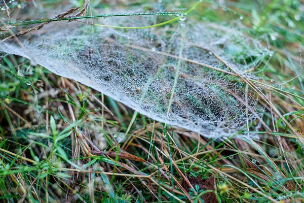 Sabah çiğ taneleriyle kaplanmış bir örümcek ağına yakın plan doğal bir çayırdaki çim yaprakları arasında