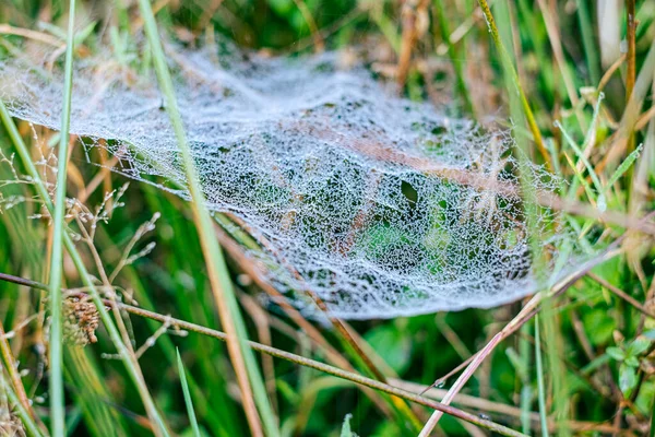 Sabah çiğ taneleriyle kaplanmış bir örümcek ağına yakın plan doğal bir çayırdaki çim yaprakları arasında