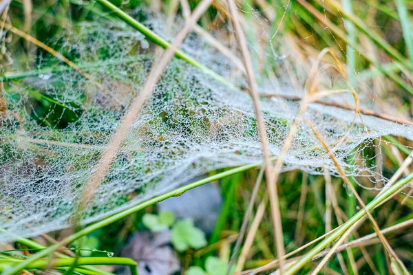Sabah çiğ taneleriyle kaplanmış bir örümcek ağına yakın plan doğal bir çayırdaki çim yaprakları arasında