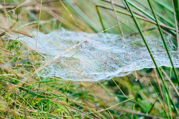 Sabah çiğ taneleriyle kaplanmış bir örümcek ağına yakın plan doğal bir çayırdaki çim yaprakları arasında