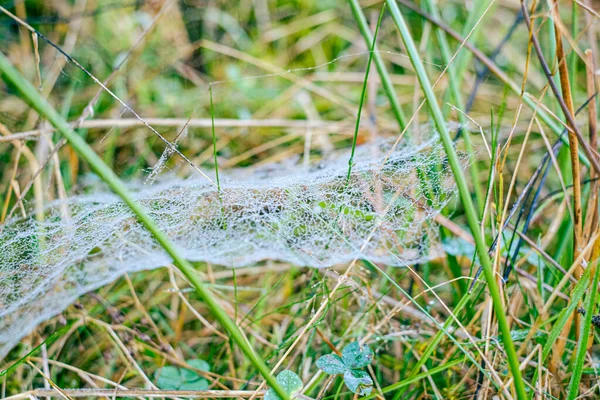 Sabah çiğ taneleriyle kaplanmış bir örümcek ağına yakın plan doğal bir çayırdaki çim yaprakları arasında