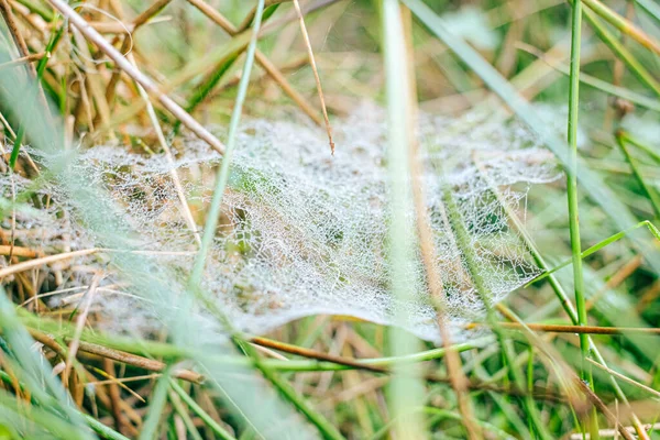 Sabah çiğ taneleriyle kaplanmış bir örümcek ağına yakın plan doğal bir çayırdaki çim yaprakları arasında
