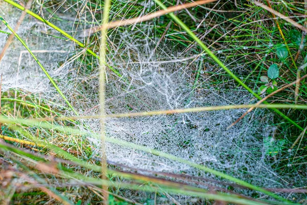 Sabah çiğ taneleriyle kaplanmış bir örümcek ağına yakın plan doğal bir çayırdaki çim yaprakları arasında