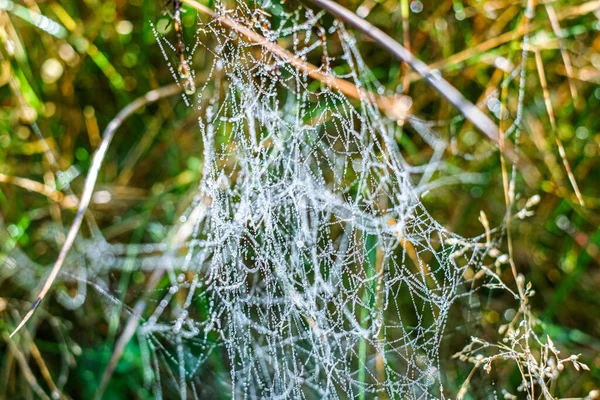 Sabah çiğ taneleriyle kaplanmış bir örümcek ağına yakın plan doğal bir çayırdaki çim yaprakları arasında
