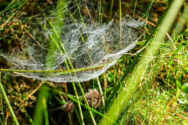 Sabah çiğ taneleriyle kaplanmış bir örümcek ağına yakın plan doğal bir çayırdaki çim yaprakları arasında