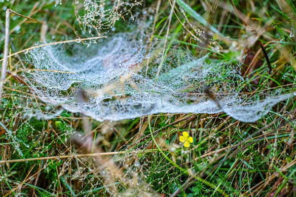 Sabah çiğ taneleriyle kaplanmış bir örümcek ağına yakın plan doğal bir çayırdaki çim yaprakları arasında