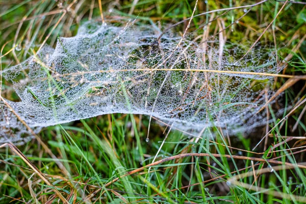 Sabah çiğ taneleriyle kaplanmış bir örümcek ağına yakın plan doğal bir çayırdaki çim yaprakları arasında