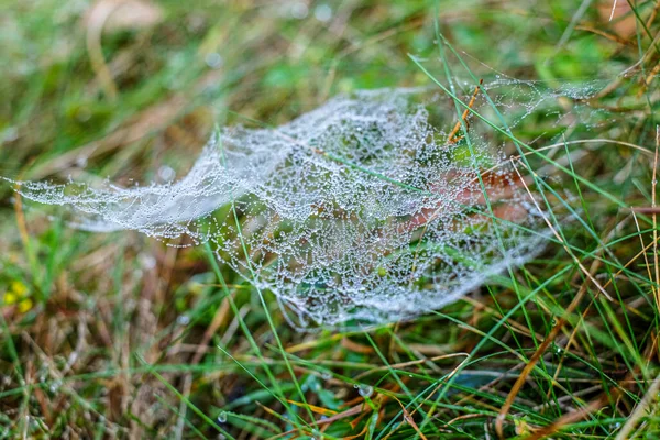 Sabah çiğ taneleriyle kaplanmış bir örümcek ağına yakın plan doğal bir çayırdaki çim yaprakları arasında