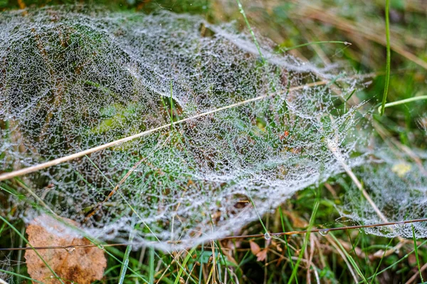 Sabah çiğ taneleriyle kaplanmış bir örümcek ağına yakın plan doğal bir çayırdaki çim yaprakları arasında